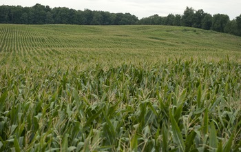 Midwest corn field